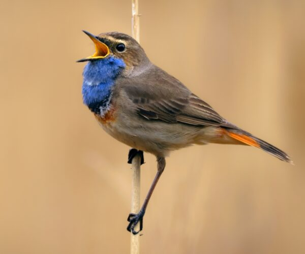 Lukáš Pich - kameraman divoké přírody - beseda s promítáním