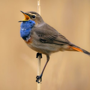 Lukáš Pich - kameraman divoké přírody - beseda s promítáním